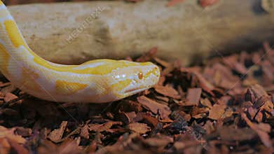 Yellow snake show tongue
