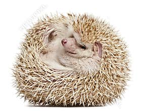 Four-toed Hedgehog, Atelerix albiventris, 2 years old, balled up