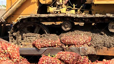 Tractor crushes the onion with caterpillars