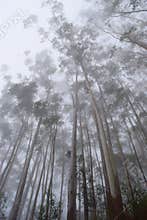 Misty Forest with Tall Trees and Infinite Sky - Mobile Screen Wallpaper