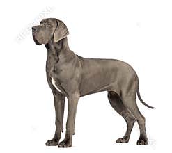 Side view of a Great Dane, 10 months old, in front of white back