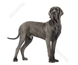 Side view of a Great Dane, 10 months old, in front of white back