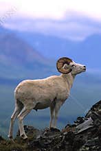 Dall Sheep Ram on Ridge