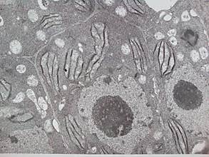 Vegetal cell