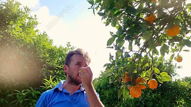 Gardener man tearing orange from branch in citrus grove. Orange fruit tree