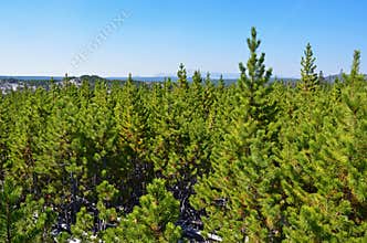 Young pine tree forest in Yellowstone, Wyoming