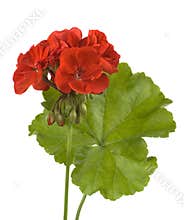 Red geranium with leaf isolated
