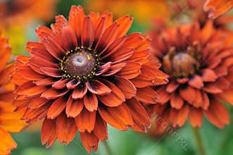 Fall color, rudbeckia flowers