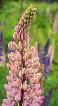 Pink delphinium