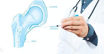 Docto. Knee joint cross section for basic medical education