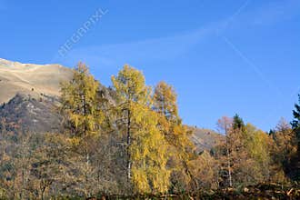 Autumn on Mount Serva, Belluno, Dolomites