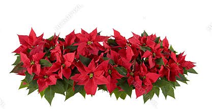 Christmas Decorations - Red Poinsettia