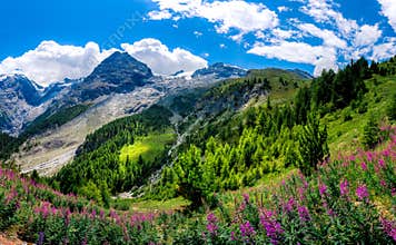 Italy, Stelvio National Park. Famous road to Stelvio Pass in Ortler Alps.
