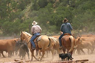Cowboy Life