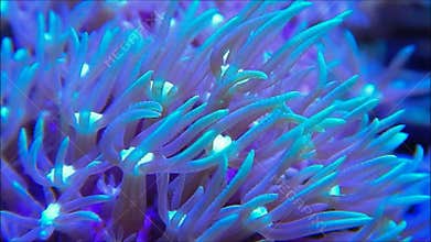 Green star polyp coral in currents