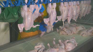Chickens are taken from table and installed on a processing line.