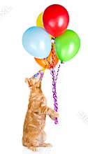 Cat in birthday hat holding balloons. isolated on white background