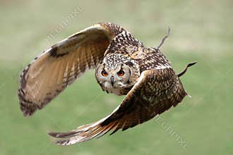 Eagle owl in flight