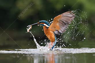 Kingfisher