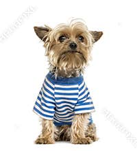 Yorkshire wearing a stripped blue t-shirt,
