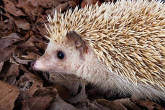 Pygmy hedgehog