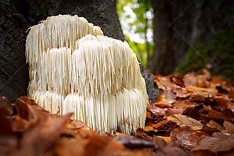 Rare Lion`s mane mushroom in a Dutch forest