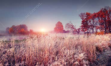 Frosty autumn landscape of november nature at sunrise. Scenery colorful autumn with hoarfrost