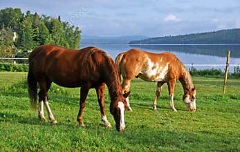 Horses grazing in a pasture by the river