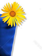 Flower in Cup