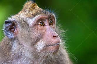 Cute monkeys lives in Ubud Monkey Forest, Bali, Indonesia.