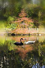 Black and white swans touching beaks in heart shape