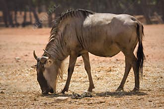 Blue Wildebeest antelope