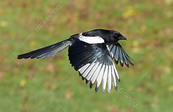 Magpie, Pica pica