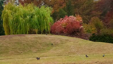 N. Grishko National Botanical Garden
