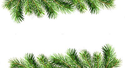 Green pine twigs for Christmas borders