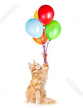 Cat holding balloons and looking up. isolated on white background
