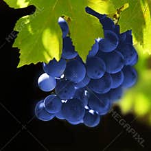 Vines grapes