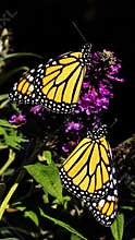 Two Monarch Butterflies on Buddleia