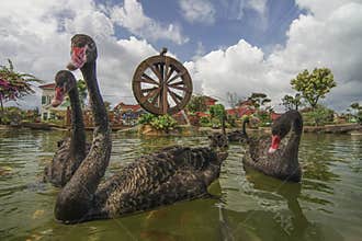 Black swan swim with koi fish in garden with watermill.