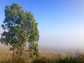 Winter morning fog cattle grazing farm land Queensland Australia