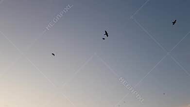 Birds silhouette flying over clear sky