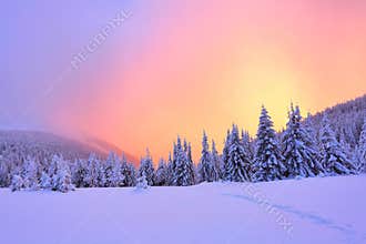 Beautiful pink sunset shine enlightens the picturesque landscapes with fair trees covered with snow.