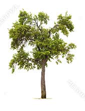 Plum tree isolated