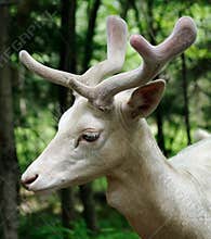 Albino Fallow Deer