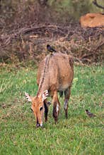 Female Nilgai with Brahminy myna sitting on her in Keoladeo National Park, Bharatpur, India