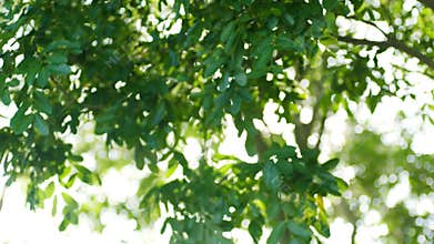 Focus changes when sunlight sparkling among green leaves