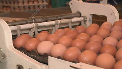 Production line at chicken farm