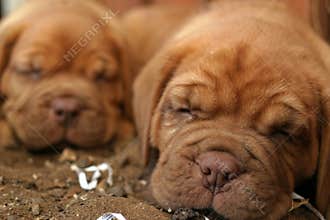 Sleeping Puppies