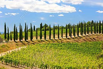 Vineyard with row of cypress trees in Val d`Orcia, Tuscany, Ital