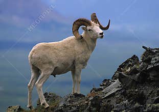 Dall Sheep Ram